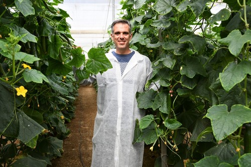 Javier López, responsable de cultivo de pepino de Rijk Zwaan