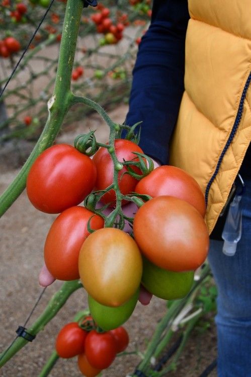 Nueva variedad de tomate pera con mayor calibre