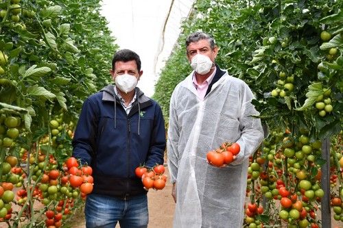 El tomate ramo, una de las grandes propuestas de Rijk Zwaan
