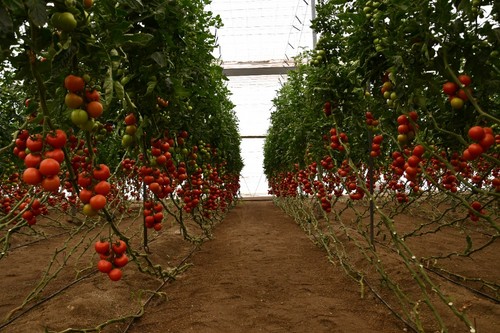 Alcazaba es un tomate de vigor medio alto y muy buena sanidad vegetal.