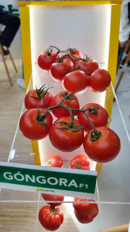 Góngora es una de las grandes novedades del catálogo de tomate de HM.CLAUSE.