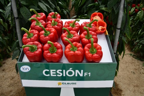 Cesión es un California rojo de calibre G-GG para plantaciones medias.