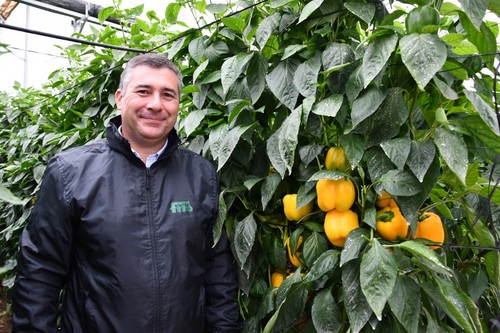 Ginés Gómez, crop specialist de pimiento de Semillas Fitó
