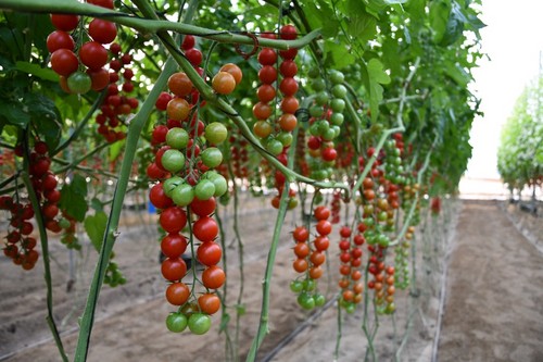 HMC 44483 es un nuevo tomate cherry con resistencia al ToBRFV