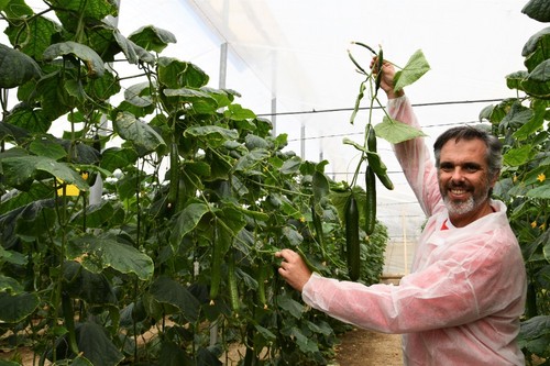 Javier López, especialista de pepino, mostrando la planta de Abysal RZ