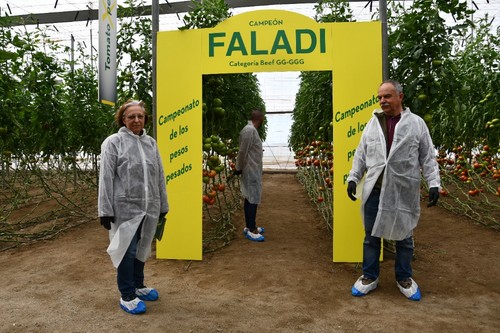 La variedad Faladi es una de las novedades de esta campaña.
