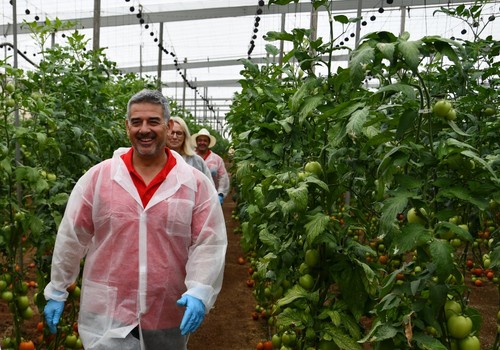 Juan Antonio Plaza, técnico de desarrollo de tomate de HM.CLAUSE.