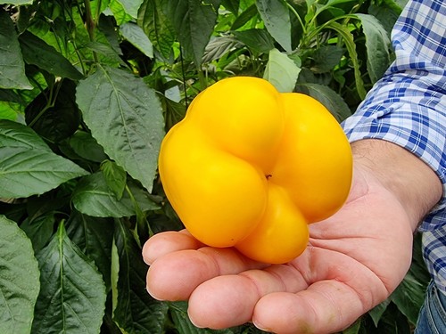 Gasol tiene un altísimo porcentaje de frutos con cuatro cascos
