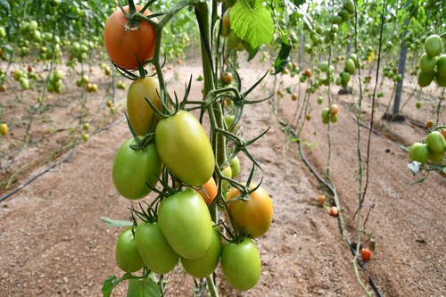 Un tomate siempre consistente y firme, sin ahuecado