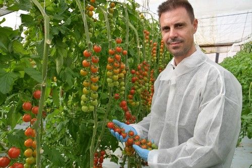 Juan Montes, responsable de desarrollo de tomate de Hazera.