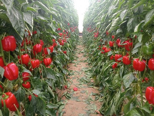 Arkane, otra de las exitosas variedades de Top Seeds para California rojo