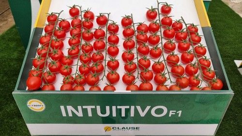 Intuitivo también tiene resistencia a fulvia, por lo cual es adecuado para cultivo bio