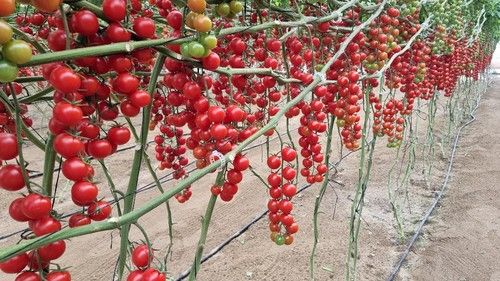 Intutivo es uno de los cherrys triunfadores de HM.CLAUSE con resistencia a ToBRFV