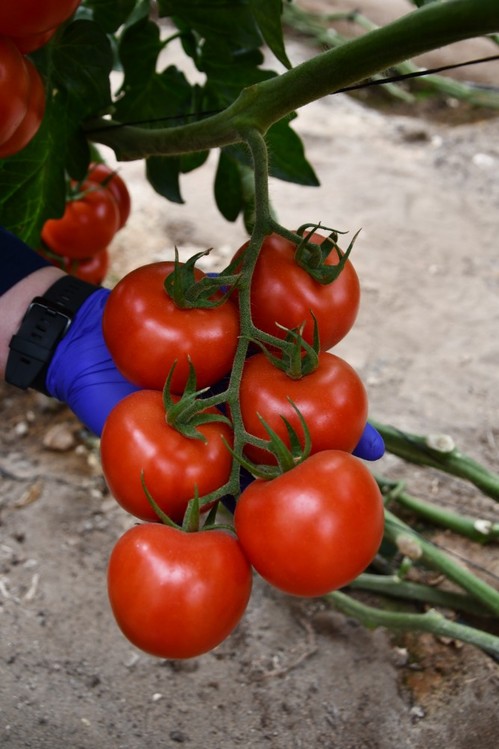 Cabosur es un tomate rama con larga vida
