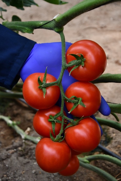 Caboluna es un tomate rama productivo que también permite recolección en suelto