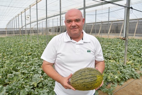 Miguel Ángel Fernández, especialista del cultivo de melón de Semillas Fitó en Almería.