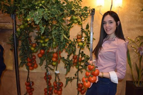 Hazera España muestra con orgullo su tomate en rama Sotogrande
