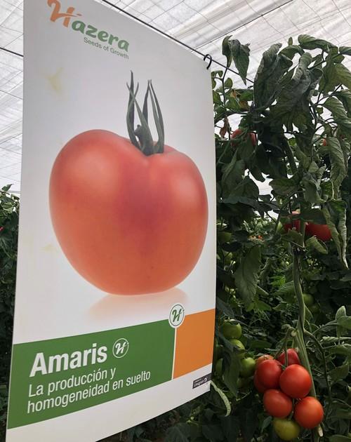 Producción y homogeneidad se aunan en Amaris, la nueva variedad de tomate suelto de Hazera España