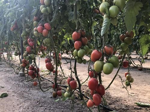 Syngenta muestra parte de su portfolio de tomate a los agricultores de Murcia