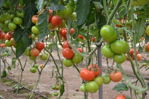 Rijk Zwaan presenta sus variedades de tomate para subasta y confección Rychka RZ y Pizarro RZ