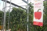 Asun fue una de las últimas variedades visitadas.