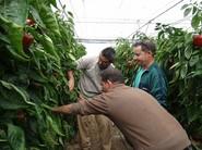 Técnicos y agricultores viendo, de primera mano, las características de la planta y del fruto