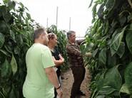 Javier López, delegado Almería Poniente-Centro de Rijk Zwaan, mostrando las bondades de la planta a dos agricultores