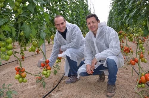 David Herzog y Manuel Hernández, especialista de pointainjertos y de tomate, respectivamente, de Rijk Zwaan