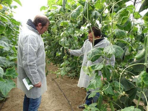 Paco Pino (derecha) explica las características del pepino francés a varios agricultores