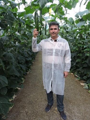 Agricultores satisfechos con estas nuevas variedades de pepino