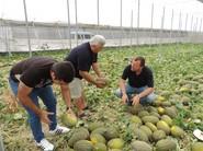 Jornadas de melón Mesura RZ y 34-186 RZ en El Ejido