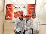 Velero y Ventero, California y tomate rama de Seminis muy apreciados en el campo