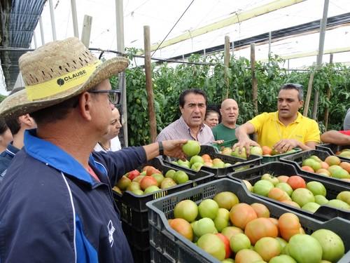 HM Clause realiza una jornada de campo para mostrar su tomate Kabrera F1