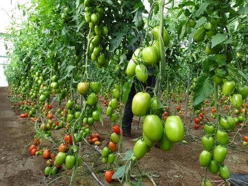Agricultores se dejan conquistar por la excelencia del tomate pera Granoval de Meridiem Seeds