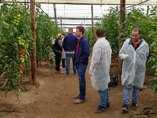 Hazera España presenta su variedad de tomate Sotomayor en sus jornadas de puertas abiertas en Níjar