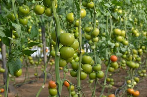 Seminis presenta Bateyo, variedad de tomate muy productiva y de planta equilibrada