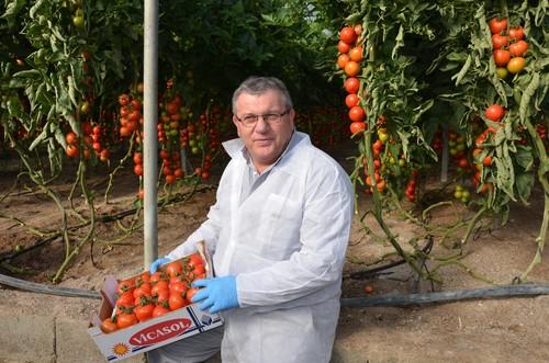 Seminis muestra su tomate rama Laujar en dos fincas en Vícar