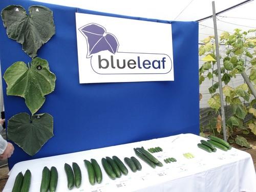 Rijk Zwaan presenta sus variedades de pepino blueleaf en unas jornadas en el CED de El Ejido