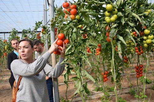Sotomayor, el tomate de Hazera, se presenta a los productores de Níjar