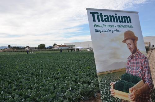 Titanium, el brócoli de Seminis que garantiza producción y uniformidad