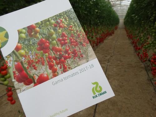 Rijk Zwaan muestra sus variedades más nuevas de tomate en el CED de El Ejido