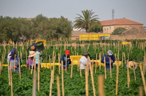 Ramiro Arnedo muestra a FHALMERÍA sus variedades de pimiento y melón referencia para Murcia