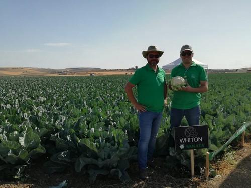 Sakata Seed Ibérica presenta su nueva variedad de coliflor Whiton en una jornada de campo