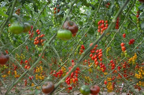 Rijk Zwaan presenta sus nuevas variedades de tomate en unas jornadas de puertas abiertas en Níjar