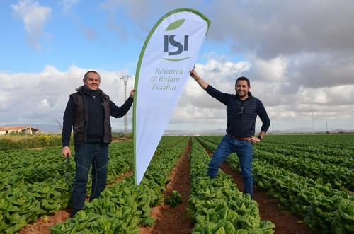 ISI Sementi continúa trabajando y avanzando en nuevas variedades de lechuga para España