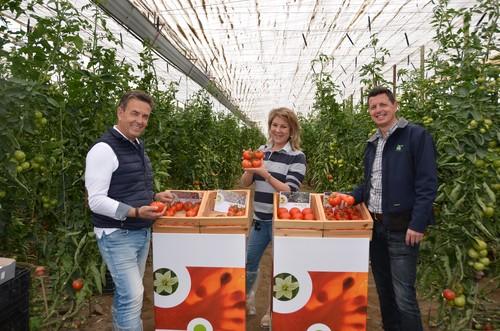 Rijk Zwaan presenta sus nuevas variedades de tomate suelto de excelente calibre, color y calidad