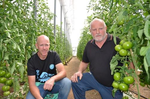 Rijk Zwaan muestra en campo a varios agricultores su tomate beef Alvalade RZ