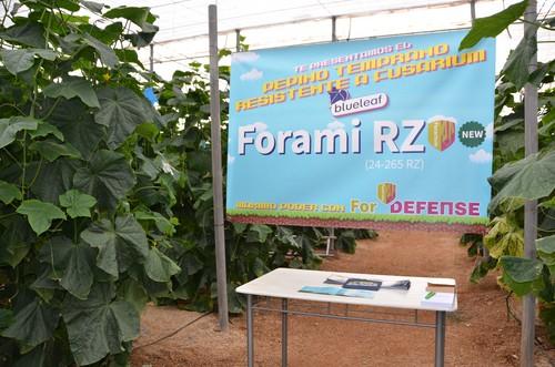 Rijk Zwaan presenta Forami RZ, el pepino temprano con resistencia a fusarium