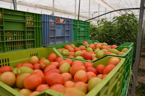 Rijk Zwaan presenta en una jornada de campo su nuevo tomate pera Atakama RZ