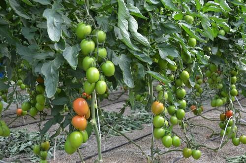 Rijk Zwaan presenta Atakama RZ, el tomate pera de gran consistencia de fruto y color rojo intenso